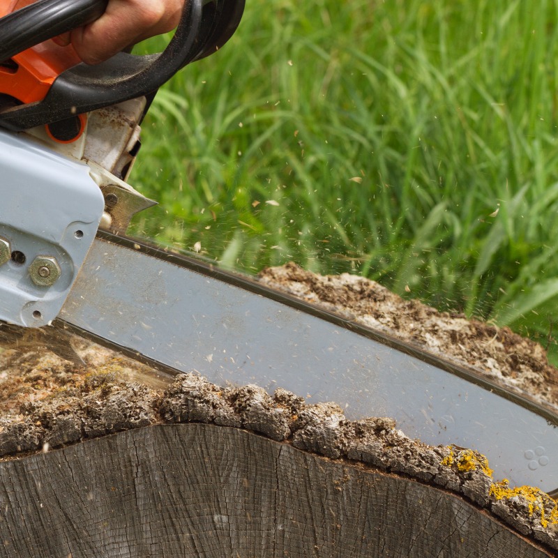 close up of a tree removal and a chainsaw in harrodsburg ky