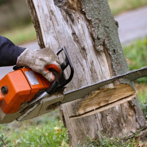 small tree removal with a chainsaw in harrodsburg ky