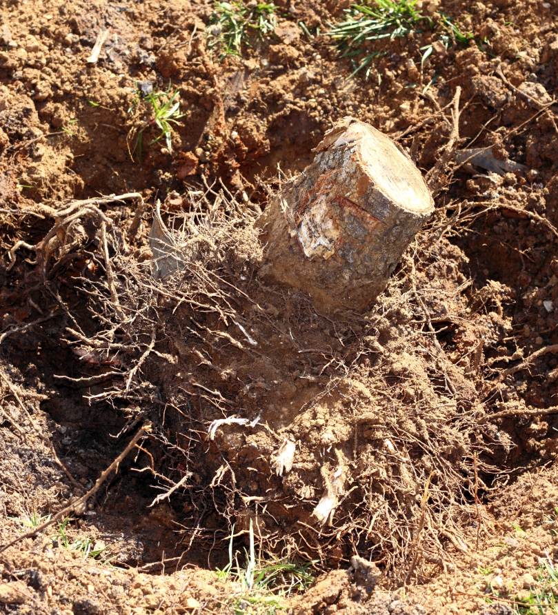 small tree stump for removal in harrodsburg ky