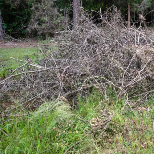 brush removal services