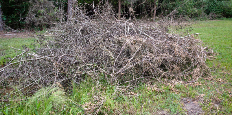 pile of brush