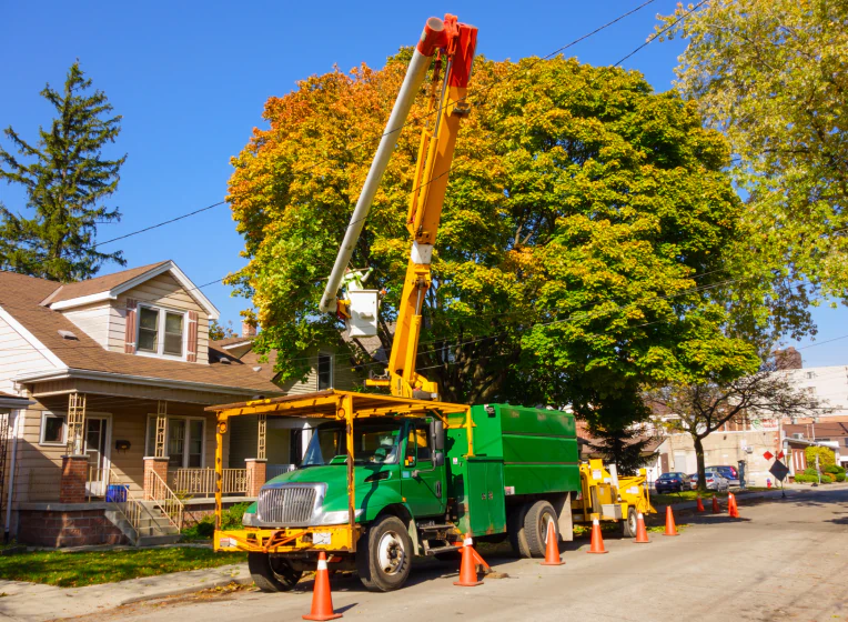 emergency tree removal at service