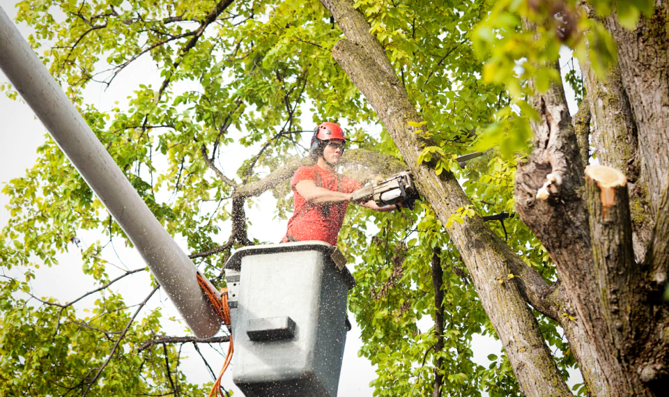 tree arborist worker during emergency tree removal