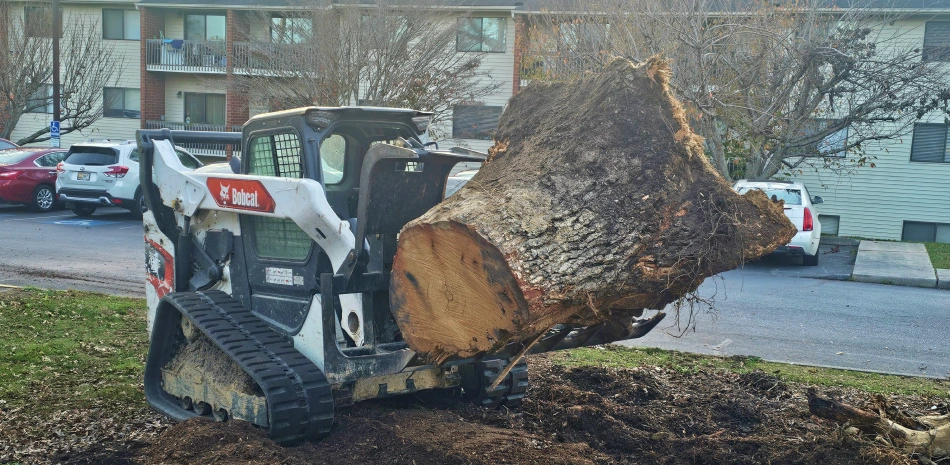 Stump Grinding