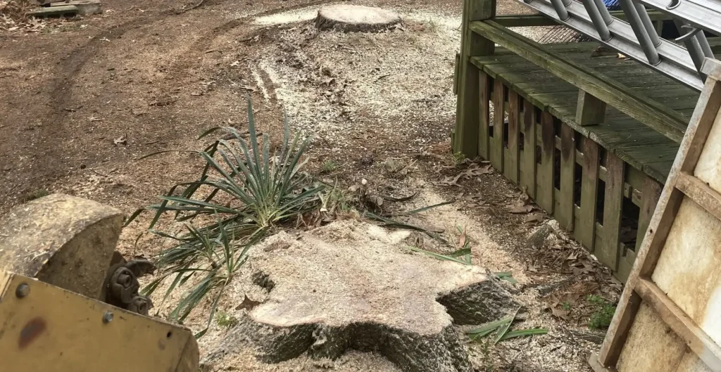 Ground with wood chips and leaves, with a tree stump covered in wood chips in the foreground.