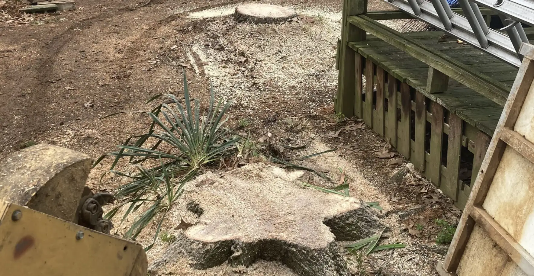 Ground with wood chips and leaves, with a tree stump covered in wood chips in the foreground.
