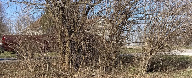 Image 30 Brush Removal by Jamie's Stump Grinding in Harrodsburg KY