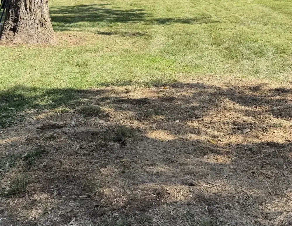 Freshly ground tree stump area leveled with mulch and wood shavings on a green lawn, by Jamie's Stump Grinding in Harrodsburg KY