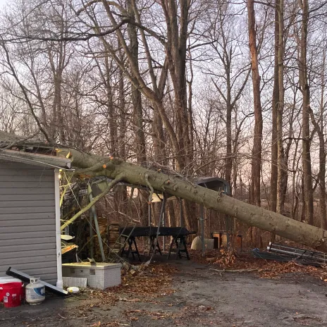 Storm Damage Tree Removal And Cleanup removal
