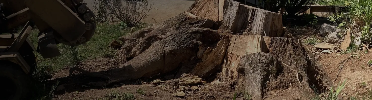 Stump grinding machinery actively grinding through a large exposed tree stump and root system, by Jamie's Stump Grinding in Harrodsburg KY
