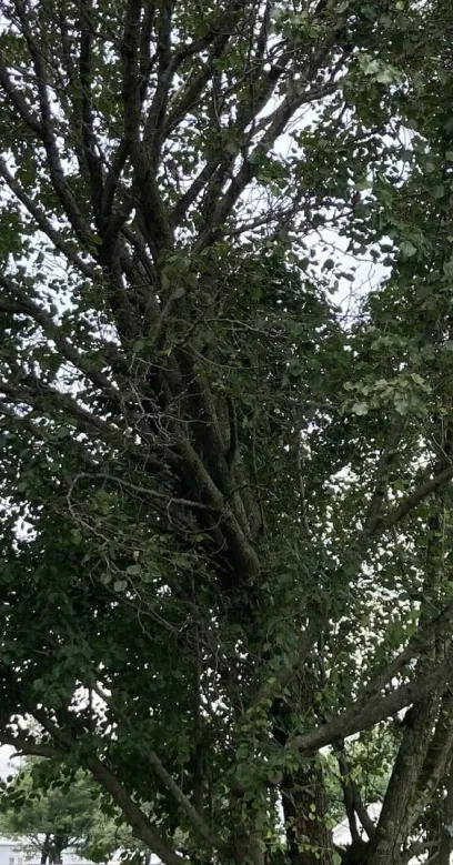Tall, leafy green tree branches stretching upward against a light sky, by Jamie's Stump Grinding in Harrodsburg KY