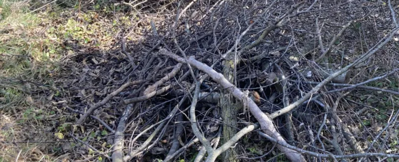 Image 30 Tree and Shrub Removal by Jamie's Stump Grinding in Harrodsburg KY