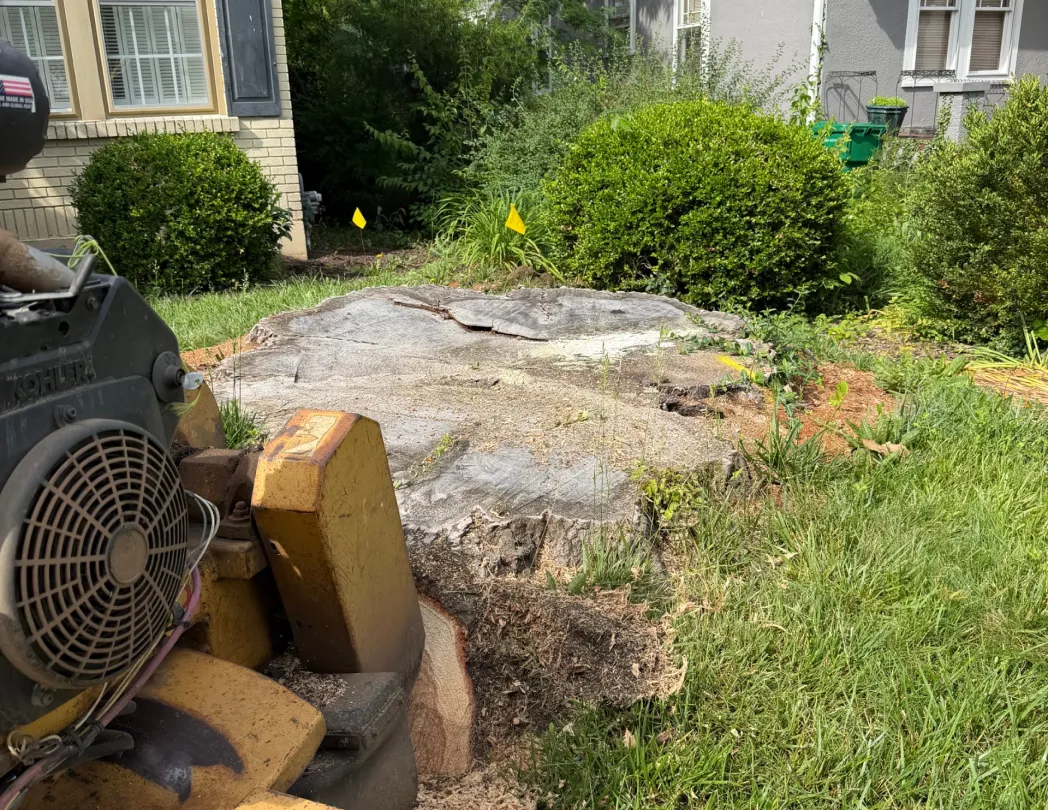 Yellow stump grinder positioned next to a large tree stump in a residential front yard, by Jamie's Stump Grinding in Harrodsburg KY